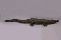 Saltwater crocodile Collection Image, Figure 8, Total 13 Figures